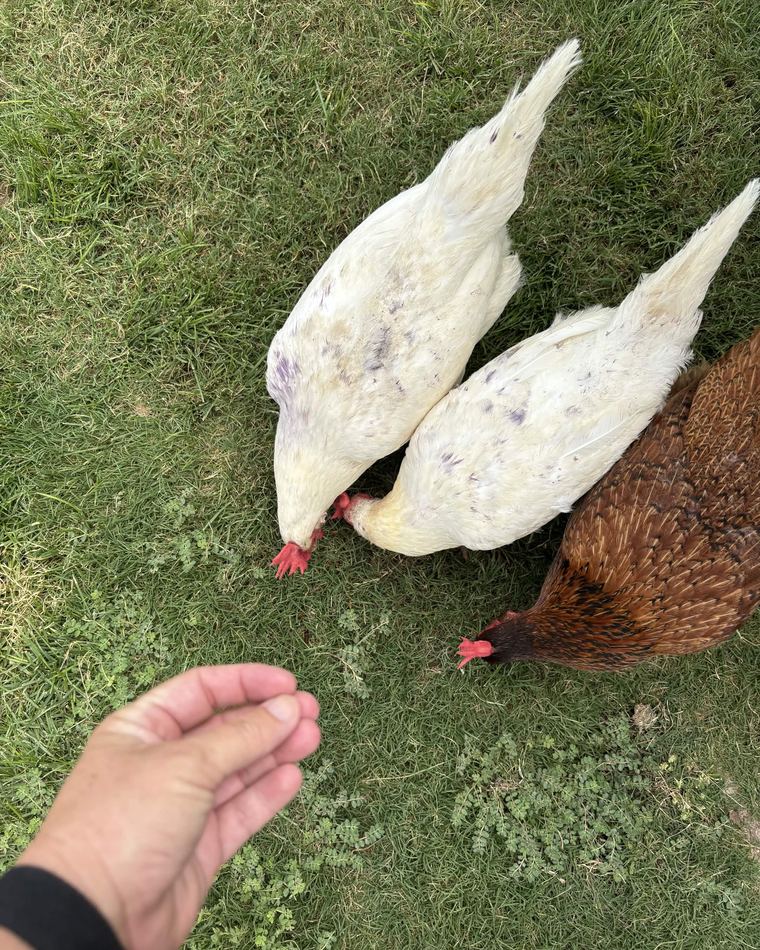 Backyard chickens on the grass