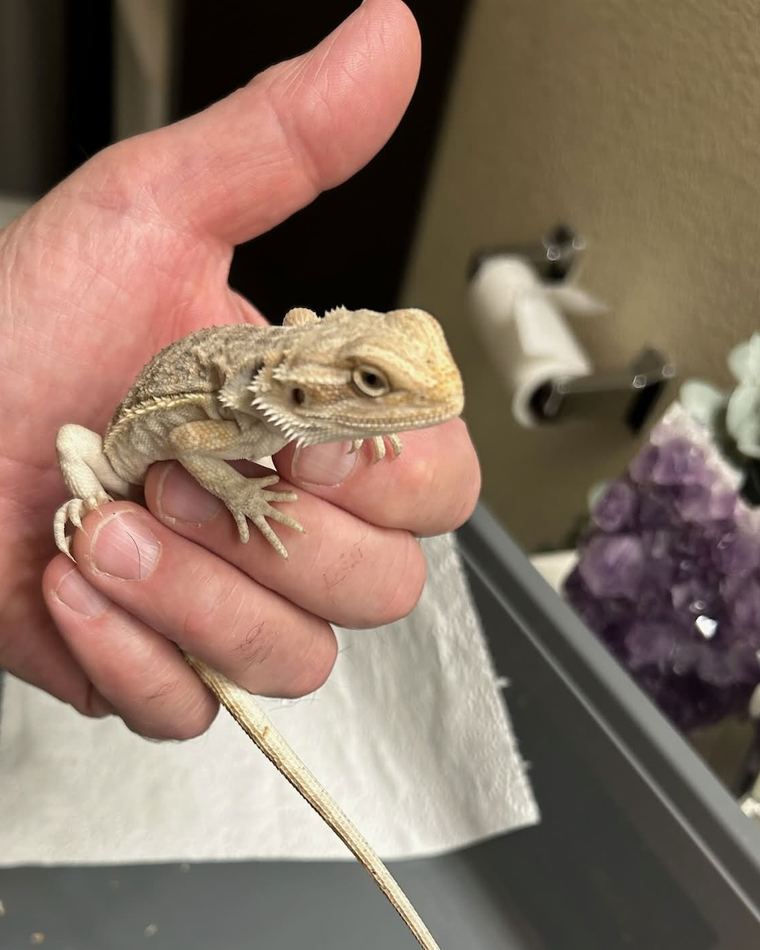 A bearded dragon held gently in a hand