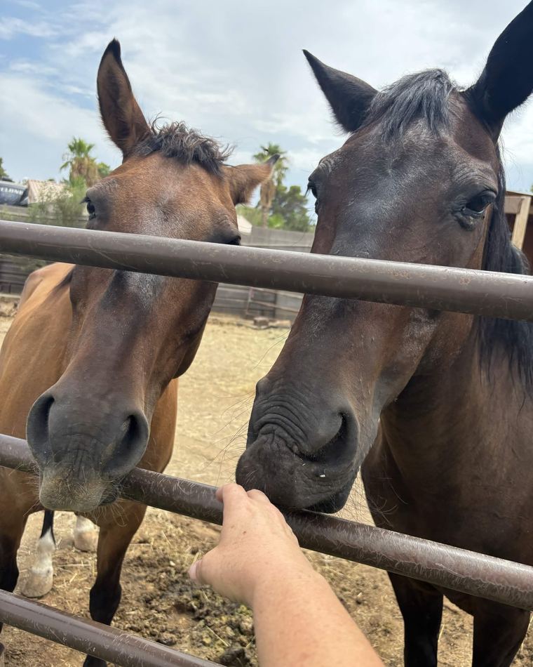 Two horses greeting at a corral fence