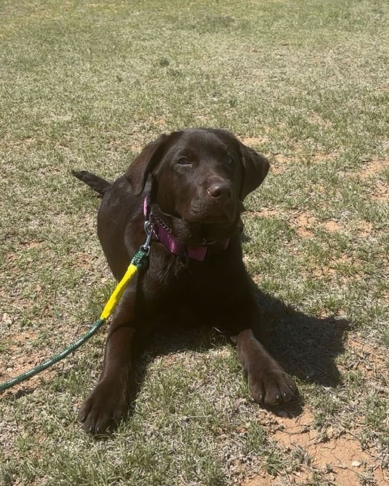 A chocolate lab puppy lying in the grass