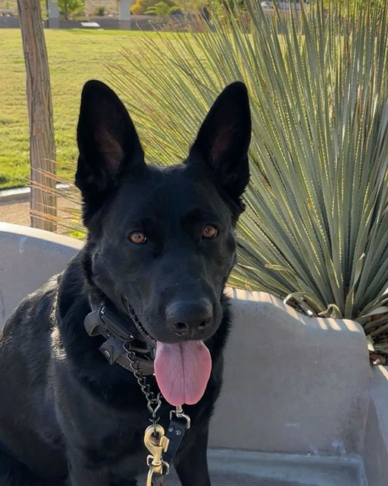 A black German Shepherd at a Las Vegas park
